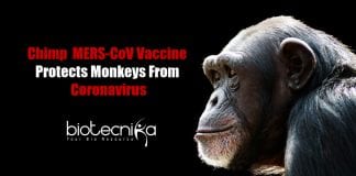Chimpanzee MERS-CoV Vaccine