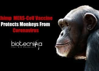 COVID-19 Vaccine: Chimp MERS-CoV Vaccine Protects Monkeys From Coronavirus Chimpanzee MERS-CoV Vaccine