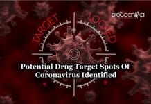 Coronavirus’ Achilles Heel Identified Could Help To Develop COVID-19 Vaccine Coronavirus Drug Target Spots
