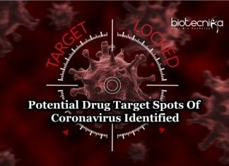 Coronavirus’ Achilles Heel Identified Could Help To Develop COVID-19 Vaccine Coronavirus Drug Target Spots