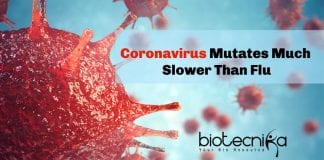 Covid19 Mutates Slower Than The Flu