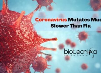 Coronavirus Mutates Much Slower Than Flu – Vaccine Could Prove Effective For A Longer Period Covid19 Mutates Slower Than The Flu