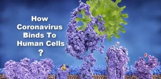 How coronavirus binds to human cells