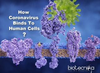 Coronavirus: How SARS-CoV-2 Binds To Human Cells Discovered How coronavirus binds to human cells