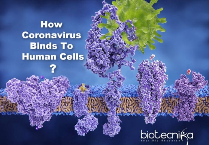 How coronavirus binds to human cells