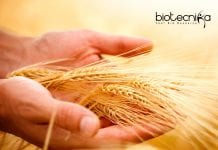 ICRISAT Genetics Project Scientist - Quantitative Genetics Job