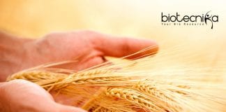 ICRISAT Genetics Project Scientist - Quantitative Genetics Job