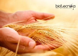 ICRISAT Genetics Project Scientist – Quantitative Genetics Job ICRISAT Genetics Project Scientist - Quantitative Genetics Job