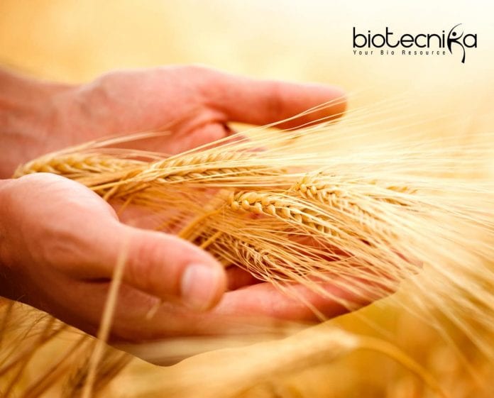 ICRISAT Genetics Project Scientist - Quantitative Genetics Job