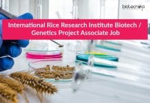 International Rice Research