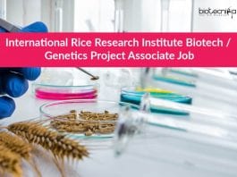 International Rice Research