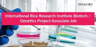 International Rice Research