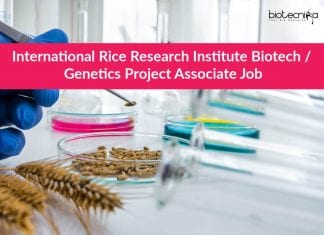 International Rice Research