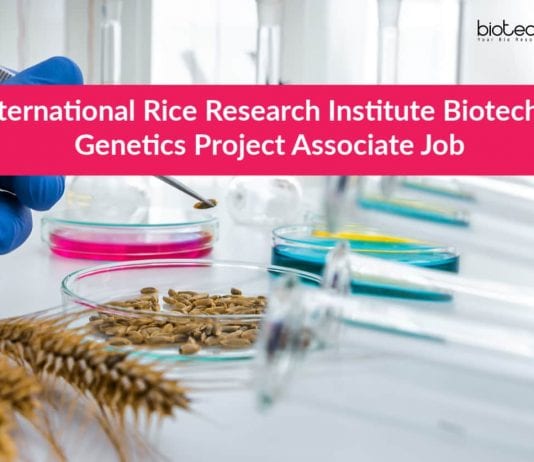 International Rice Research