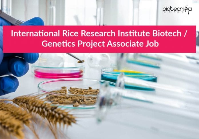 International Rice Research