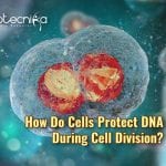 Role Of LEM2 In Cell Division 