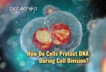 New Findings Suggest How DNA Is Safeguarded During Cell Division Role Of LEM2 In Cell Division