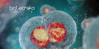 Role Of LEM2 In Cell Division 