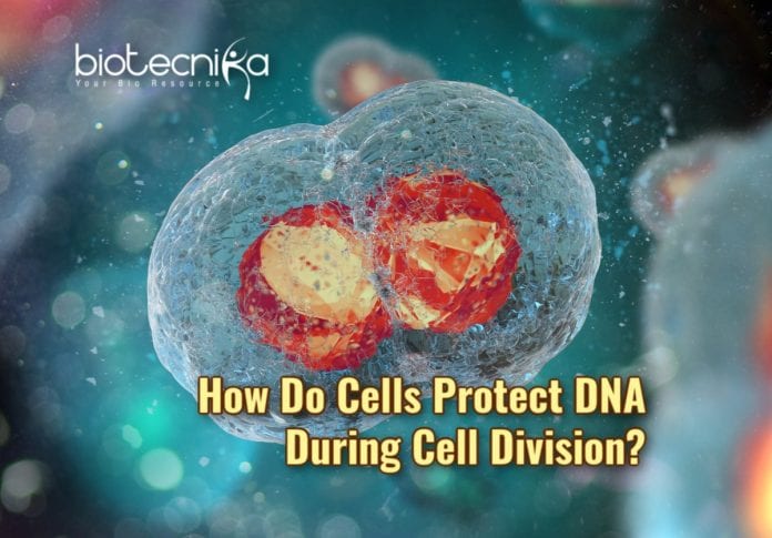 Role Of LEM2 In Cell Division 