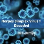 Scientists Decode Herpes Virus
