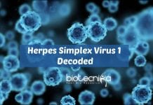 Scientists Decode Herpes Virus