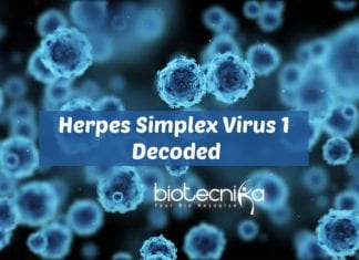 Scientists Decode Herpes Simplex Virus 1 Genome Scientists Decode Herpes Virus