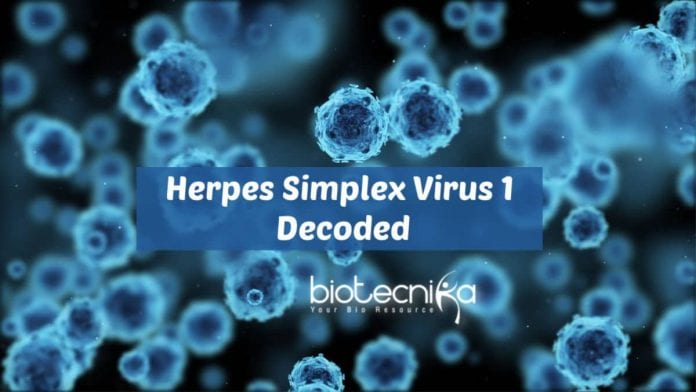 Scientists Decode Herpes Virus