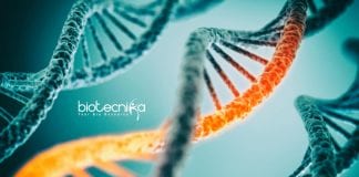 Syngene Molecular Biologist Job