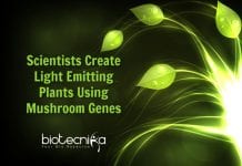 Scientists Develop Light-Emitting Plants Using Mushroom Genes laboratory made light emitting plants