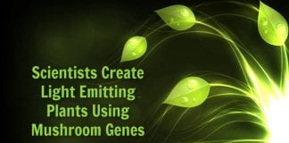 laboratory made light emitting plants