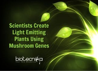 Scientists Develop Light-Emitting Plants Using Mushroom Genes laboratory made light emitting plants