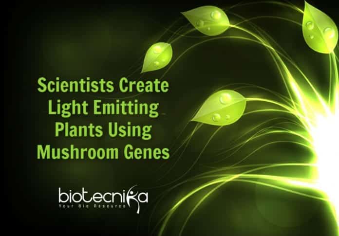 laboratory made light emitting plants