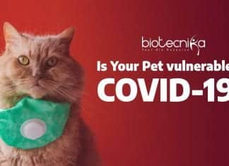 Can COVID-19 Infect Animals?