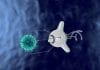 Biobots With Rat Spinal Cords – A Novel Biohybrid System Developed Neural function in biobot