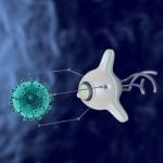 Biobots With Rat Spinal Cords – A Novel Biohybrid System Developed Neural function in biobot