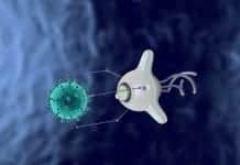 Biobots With Rat Spinal Cords – A Novel Biohybrid System Developed Neural function in biobot