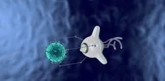 Neural function in biobot