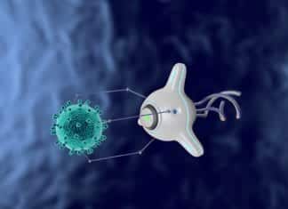 Biobots With Rat Spinal Cords – A Novel Biohybrid System Developed Neural function in biobot