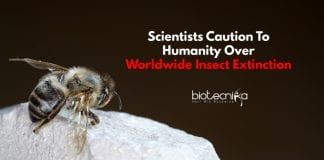 Scientists Warn About Insect Extinction