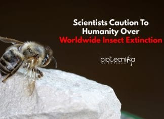 Scientists Caution To Humanity Over Worldwide Insect Extinction Scientists Warn About Insect Extinction
