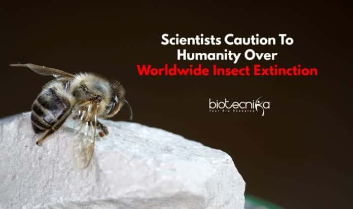 Scientists Warn About Insect Extinction