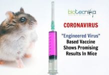 Coronavirus “Engineered Virus” Based Vaccine Shows Promising Results In Mice coronavirus vaccine using engineered viruses