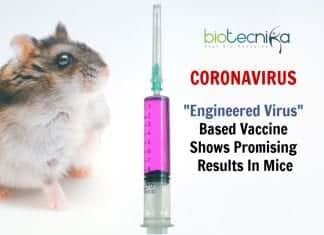 Coronavirus “Engineered Virus” Based Vaccine Shows Promising Results In Mice coronavirus vaccine using engineered viruses