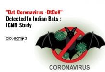Coronavirus Found In Indian Bats