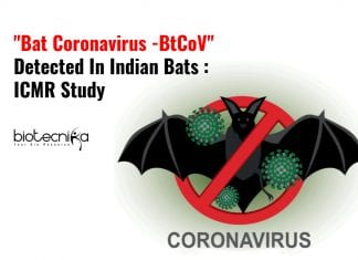 “Bat Coronavirus -BtCoV” Detected In Indian Bats : ICMR Study Coronavirus Found In Indian Bats
