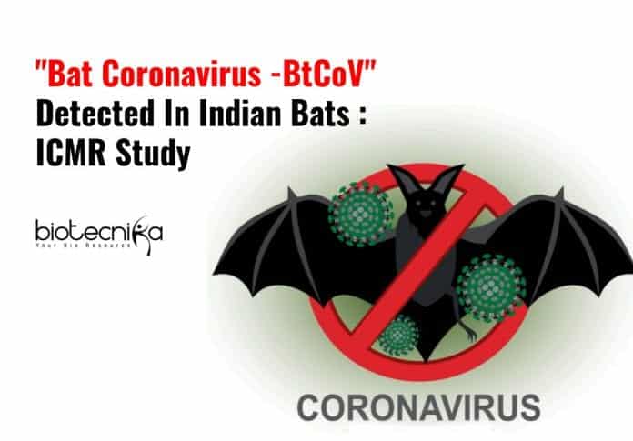 Coronavirus Found In Indian Bats