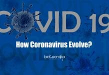 How Coronavirus Evolve? – Scientist Develop New Method To Understand Mechanism how coronavirus evolves