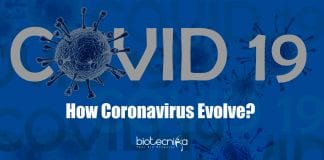 how coronavirus evolves