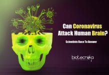 Can Coronavirus Attack Human Brain? Scientists Race To Answer Can coronavirus infects human brain