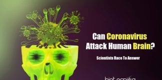 Can coronavirus infects human brain